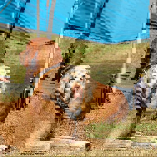 Skagen Sydstrand Camping Skagen Pladsen Hund2